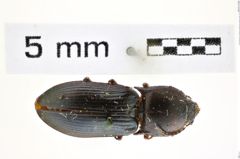 Foto (Dorsalansicht) von Selatosomus (Selatosomus) songoricus (Kraatz, 1879) (NHMW-ZOO-COL-0008368)
